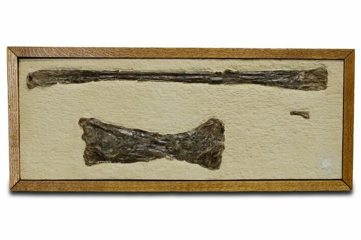 Mounted and Framed Pterosaur (Pteranodon) Bones - Kansas #361450
